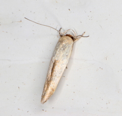 Stathmopoda liporrhoa