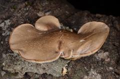 Favolus pseudobetulinus