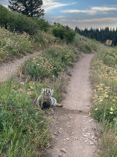 American Badger photographed in Utah