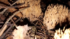 Phaeoclavulina eumorpha