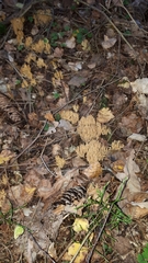 Phaeoclavulina eumorpha