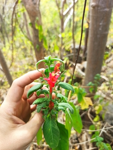 Ruellia asperula