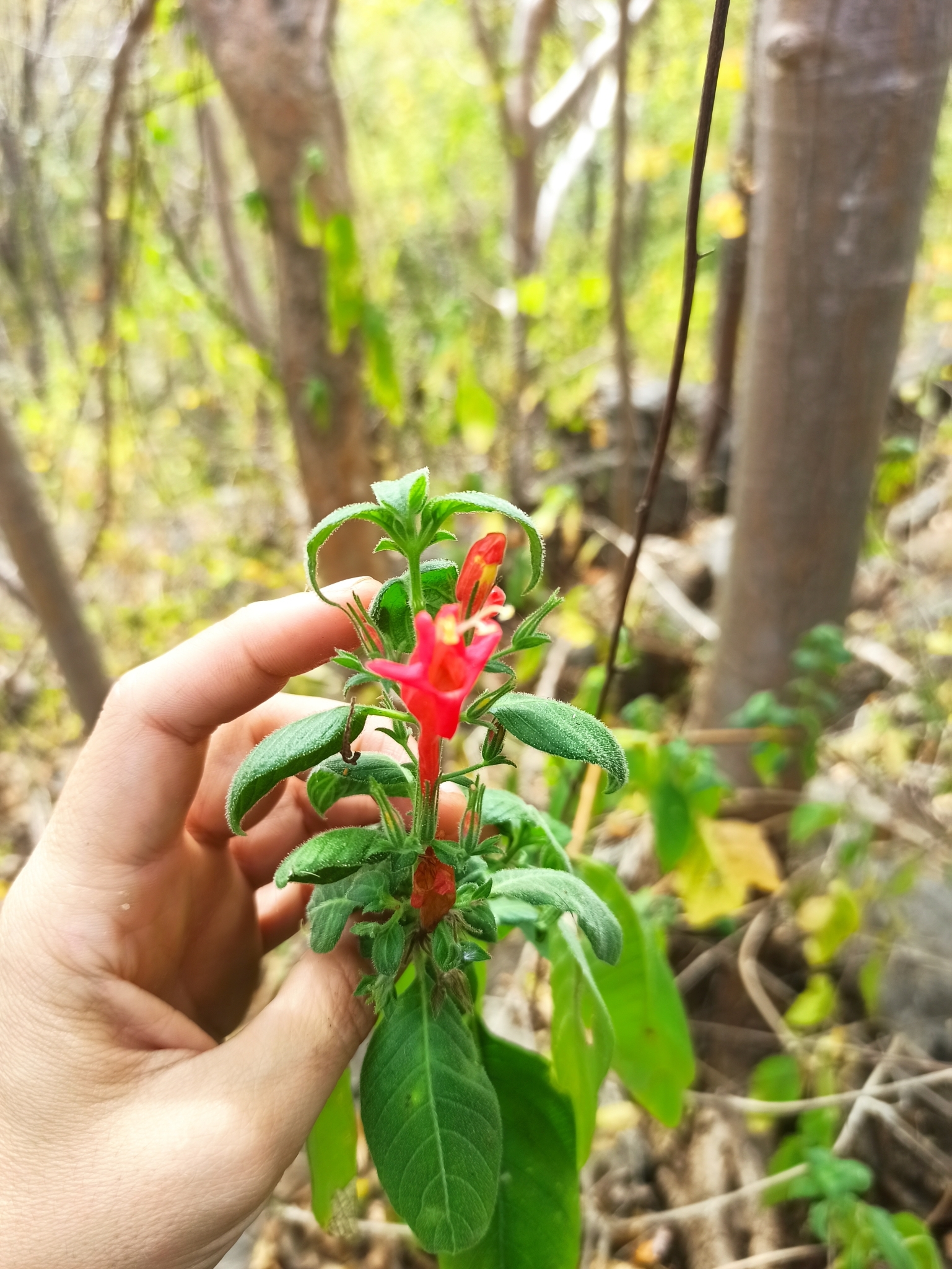 Ruellia asperula