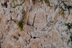 Hydnocristella himantia