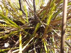 Lateristachys lateralis