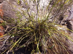 Lateristachys lateralis