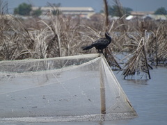 Microcarbo africanus