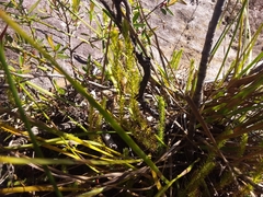 Lateristachys lateralis