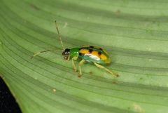 Diabrotica viridicollis