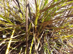 Lateristachys lateralis