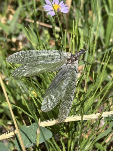 iNaturalist observation photo of Protochauliodes