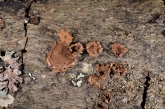 Hypoxylon cercidicola