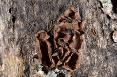 Hypoxylon cercidicola