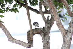 Mimus parvulus parvulus