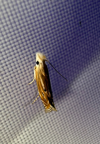 Isophrictis magnella photo 2