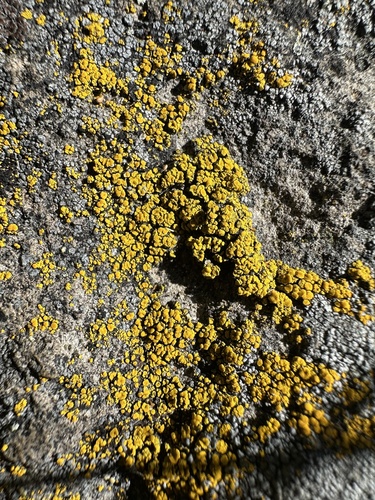 iNaturalist observation photo of Sagebrush Goldspeck Lichen