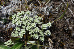 Raoulia parkii