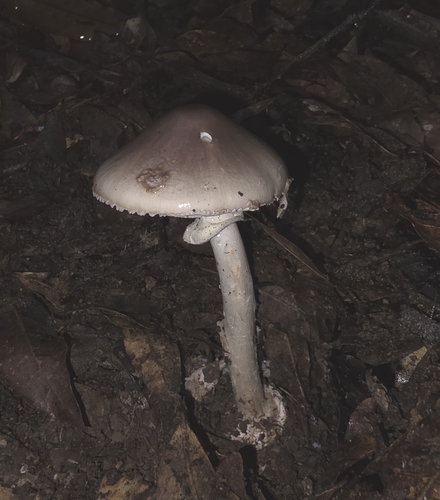 Amanita arocheae — Latin American Death Cap