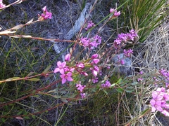 Boronia barkeriana