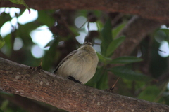 Camarhynchus parvulus parvulus
