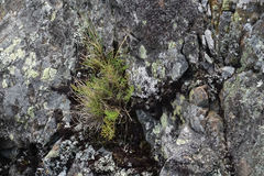 Anisotome brevistylis