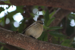 Camarhynchus parvulus parvulus