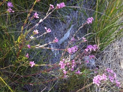 Boronia barkeriana