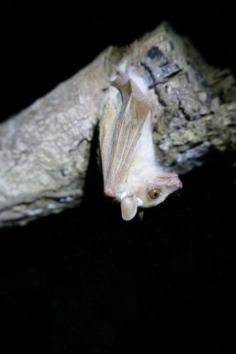 Peter's Dwarf Epauletted Fruit Bat