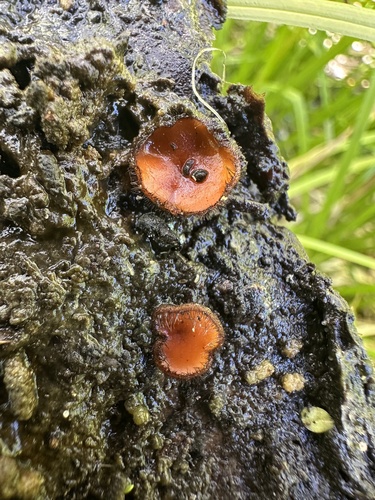 iNaturalist observation photo of Eyelash cups