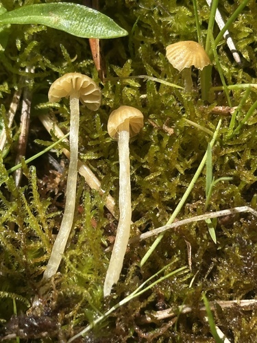 iNaturalist observation photo of Moss Bells
