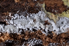 Trechispora stevensonii