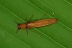 Lymexylidae