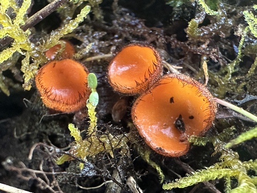 iNaturalist observation photo of Eyelash cups