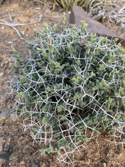 Ruschia spinosa