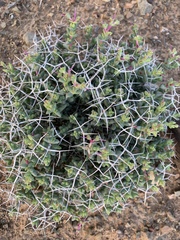 Ruschia spinosa