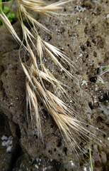 Bromus arenarius