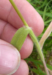 Bromus arenarius