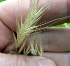 Bromus arenarius