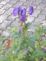 Aconitum carmichaelii