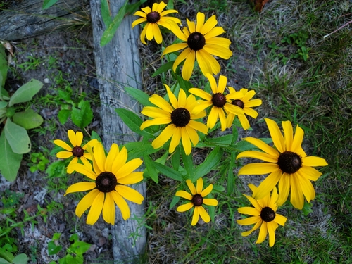 Rudbeckia hirta