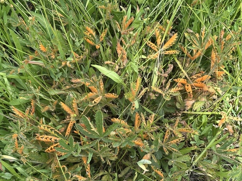 iNaturalist observation photo of Cinquefoil Rust