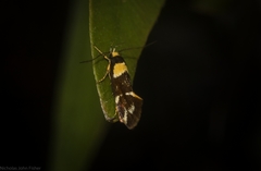 Epithymema helias