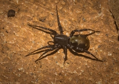 Nyssus