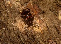 Episcaphula tamburinea