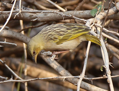 Ploceus cucullatus nigriceps