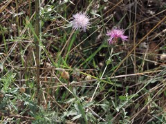 Centaurea deusta