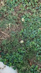 Trifolium repens