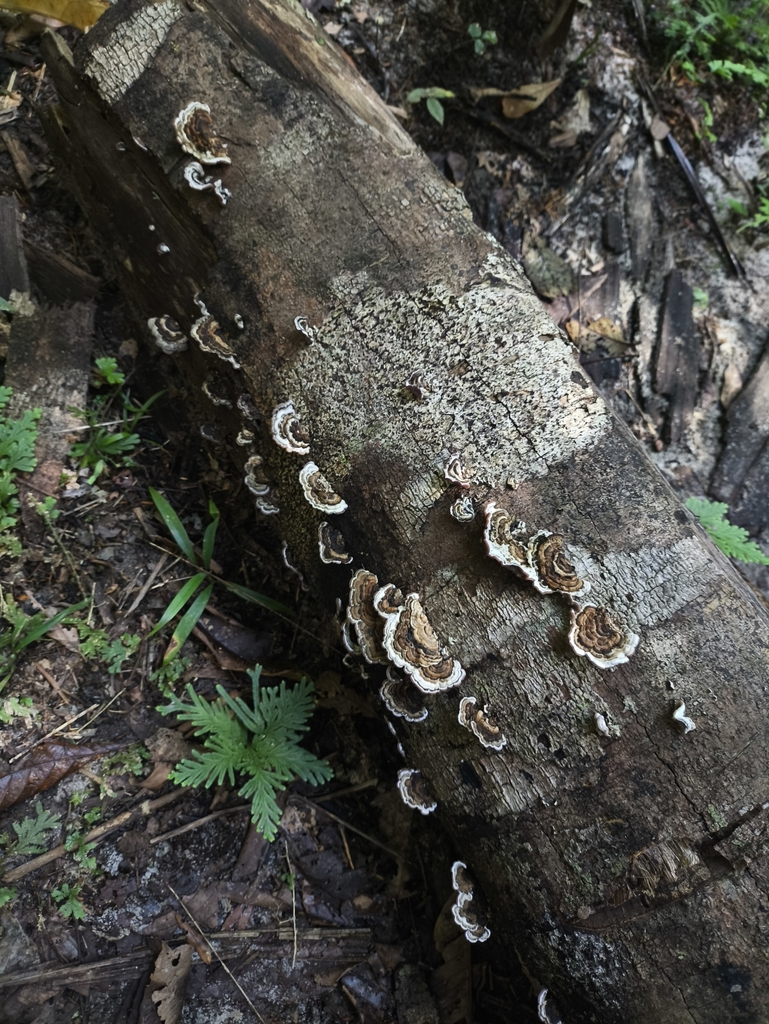 Auricularia brasiliana · July 2025 · photo: © luanmazzeo (iNaturalist, cc-by)