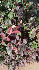 Loropetalum chinense