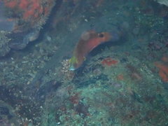 Symphodus mediterraneus